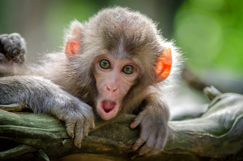 A monkey on a tree branch with a shocked expression, eyes wide, open mouth, looking directly at you