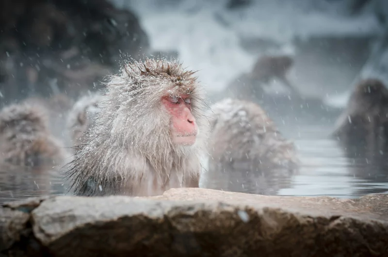 A monkey with a very relaxed expression taking a bath in a Japanese hot spring